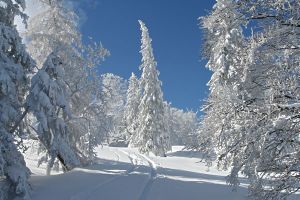 Winterwanderung Tauhardt/Billroda